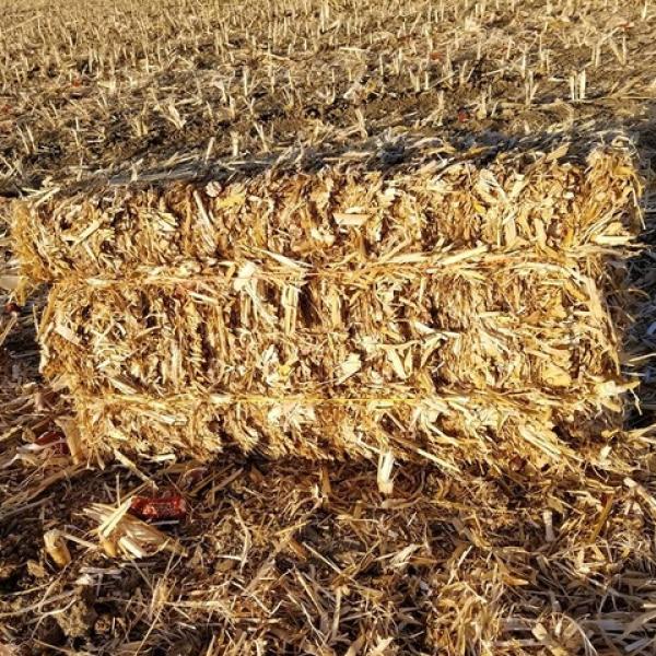 Maize Bales