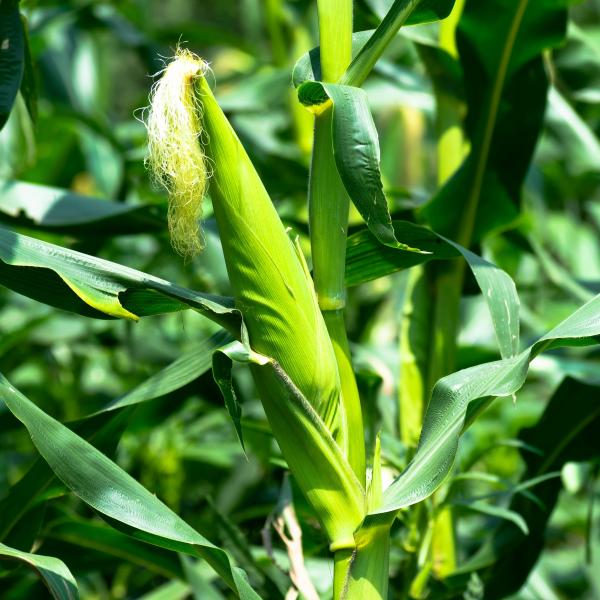 Green Maize 